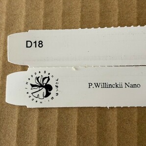 D18， P.Willinckii Nano OC. pup ナノ 株分け 子株 ビカクシダ 証明タグ付きの画像4