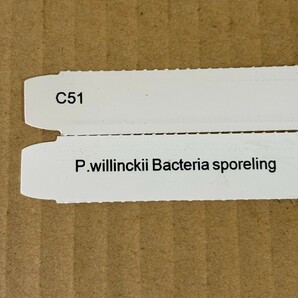 C51， P.Willinckii Bacteria sporeling バクテリアの画像7