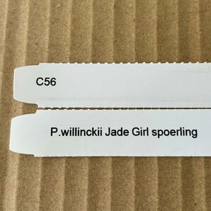 C56， P.Willinckii Jade girl sporeling 当方の過去最大級ジェイドガール 板付け 子株複数付きの画像10