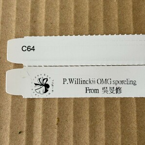 C64 P.Willinckii O.M.G sporeling スポア 呉旻修さん公認 ビカクシダ 証明タグ付きの画像4