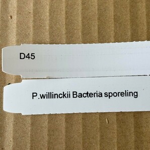 D45， P.Willinckii Bacteria sporeling バクテリアの画像6