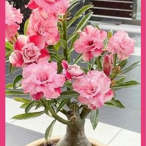 【珍種】八重咲きアデニウム種3個＋専用土セット(ピンク) 塊根植物