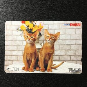 南海/2004年度発売開始柄ー動物「猫シリーズ　アビシニアン」ーコンパスカード(使用済/スルッとKANSAI)