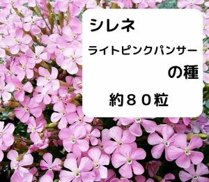 シレネ　ライトピンクパンサーの種　約80粒