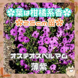 ◇約25cm蕾付苗◆薄紫オステオスペルマム苗(Y7)◆花のカーペット