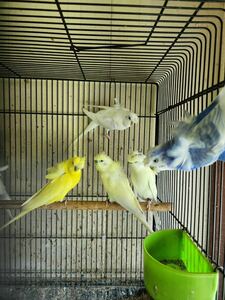 羽衣セキセイインコ 卵5個セット