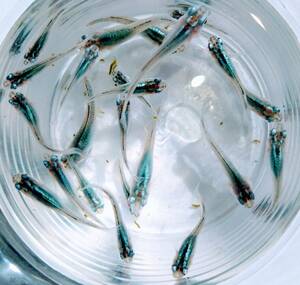  marine blue me Dakar . fish 10 pcs 