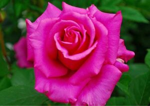 バラ苗　赤紫色大輪 四季 剣弁高芯咲き 木立 花付き良く切花向き20cm↑