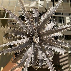 Dyckia Arizona x goehringii type cloneディッキア