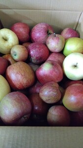 青森 産りんご ふぞろいのリンゴ　サンふじ、王林訳アリ品大量詰め合わせ。約１7キロ前後！