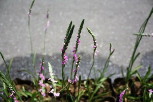 ▽ ネジバナ ▽ １ポット　苗　ねじばな　ネジレバナ　ラン科　春咲き　１苗　捩花　ニゲラ　マツバウンラン　第４種　宅配便