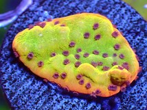 ★ Beast Montipora ★ 激レアハイエンド個体 ☆大きめ個体☆ ビースト モンティポラ ☆全て同梱可★送料1200円☆ コモンサンゴ マメスナ_画像1