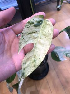 Epipremnum pinnatum marble マーブル 斑入り 極斑　検索) Philodendron フィロデンドロン Anthurium アンスリウム モンステラ