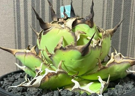 307多肉植物 アガベ チタノタAgave titanota ‘FO-222’