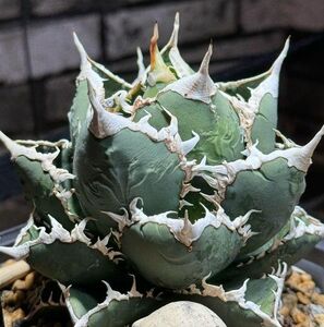 315多肉植物 チタノタAgave titanota ‘魚刺’