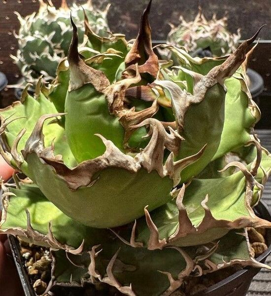 276多肉植物 アガベ チタノタAgave titanota ‘黑帝斯’