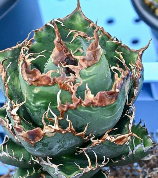 267多肉植物 アガベ チタノタAgave titanota ‘流星’