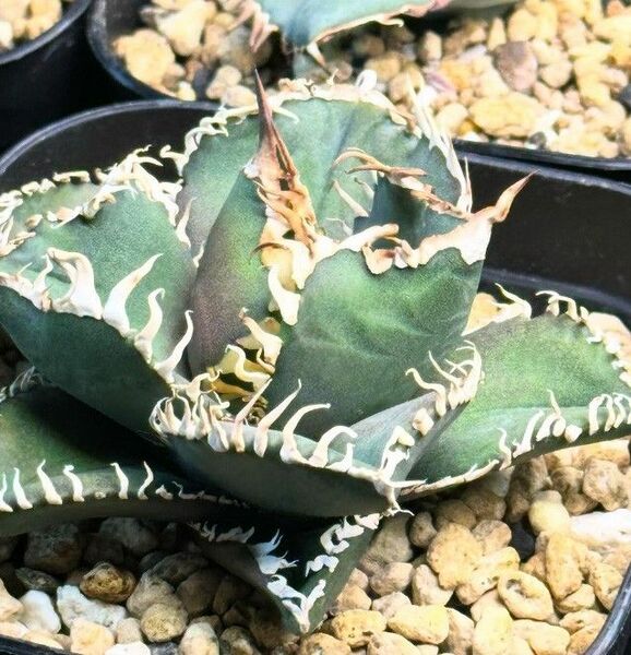 308多肉植物 アガベ チタノタAgave titanota ‘CG01’