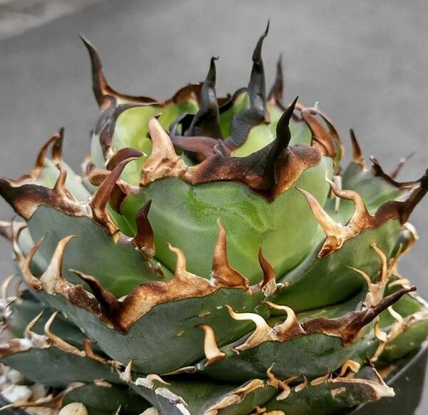 263多肉植物 アガベ チタノタAgave titanota ‘狂刺夕映’