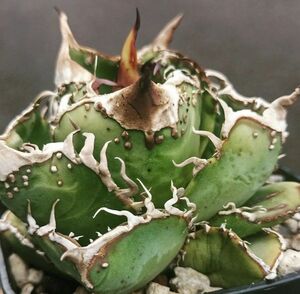 318多肉植物 アガベ チタノタAgave titanota ‘蟹’