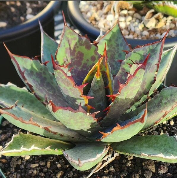 284 多肉植物 アガベ チタノタAgave titanota ‘Sierra mixteca’