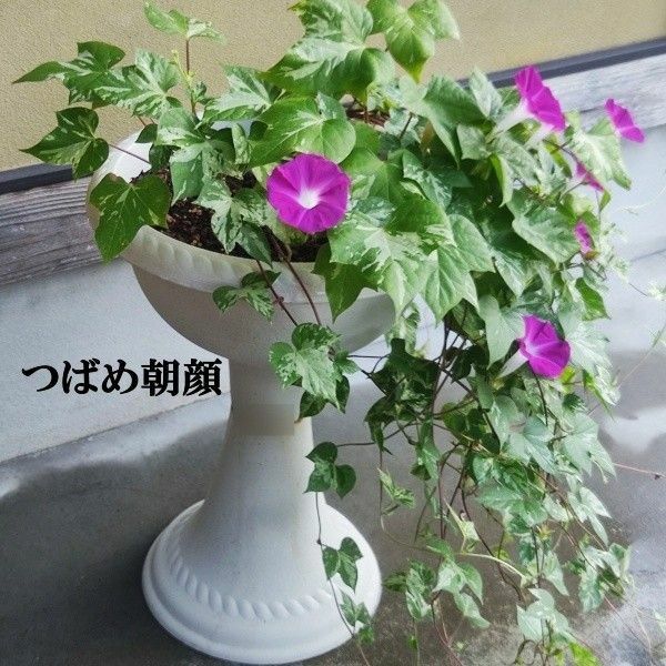 春まき花の種　アサガオの種「つばめ朝顔」25粒　垂れる朝顔　一年草