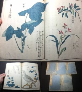 葛飾北斎画！日光山志！5冊揃！彩色木版画挿絵有！天保8年！　　　　検荒俣博博物学南方熊楠神道名所図会栃木本草図譜鉱山浮世絵和本妖怪画