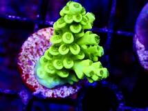 サンゴの日SALE 出品ラスト　超激レア　ネームド個体【IF master grade acropora 24K Tenuis】IF 24Kウスエダ　オーストラリア産サンゴ_画像1