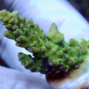 超激レア ネームド個体【UCA Dragon Fruits】色揚げ個体 ドラゴンフルーツ オーストラリア産サンゴの画像3