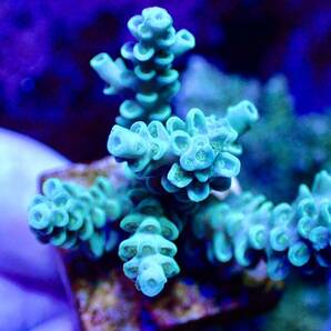 激レア個体【IF ultra grade acropora Selago blue】オーストラリア産サンゴの画像3