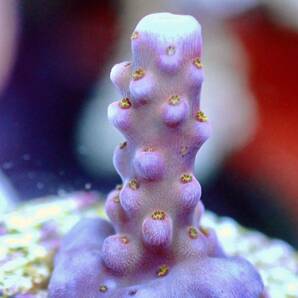 超激レアfirst lotネームド個体【UCA master grade acropora fireworks rainbow】色揚げ個体 ファイヤーワークスレインボーの画像3