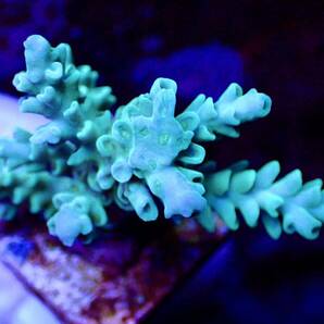 激レア個体【IF ultra grade acropora Selago blue】オーストラリア産サンゴの画像5