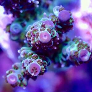 超激レア【IF ultra gread acropora hyacinthus greap 】オーストラリア産 ミドリイシの画像2