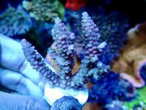 100円スタート　激レア個体【IF ultra grade acropora Tenuis lime】オーストラリア産サンゴ　ウスエダライム_画像1