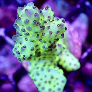 GW セール ラスト個体 超激レア個体【IF ultra grade acropora Nasuta yellow】オーストラリア産サンゴの画像1