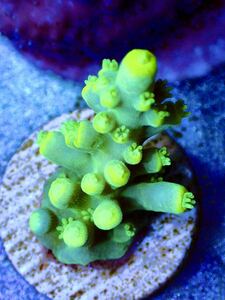 RY bleed individual [RY ultra grade acropora yellow-tip] Australia production coral 