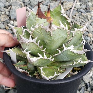 Agave titanota Sierra mixteca compacta GGの画像1