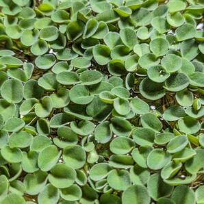 サルビニア・ククラータ【大量・格安・無農薬】お得な3倍