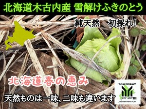 北海道産　ふきのとう　200㌘　1パック　フキノトウ　蕾