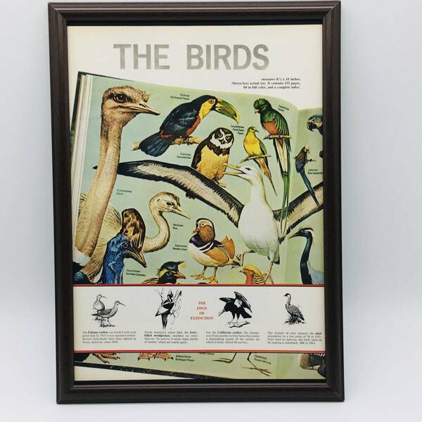 『 絶滅の危機　THE BIRDS 』ビンテージ 広告　60年代　フレーム 付 ポスター 当時物 額付 LIFE 雑誌 アンティーク