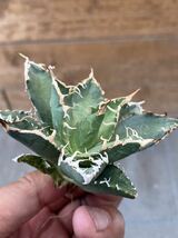 Agave otetoi アリゾナメリクロン　アガベ　オテロイ　チタノタ_画像3