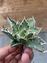 Agave otetoi アリゾナメリクロン　アガベ　オテロイ　チタノタ_画像2