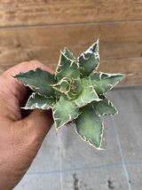 Agave otetoi アリゾナメリクロン　アガベ　オテロイ　チタノタ_画像4