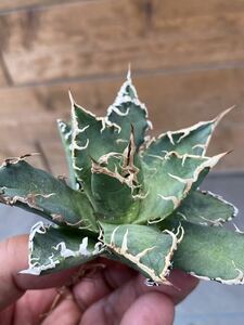 Agave otetoi アリゾナメリクロン　アガベ　オテロイ　チタノタ