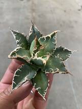 Agave otetoi アリゾナメリクロン　アガベ　オテロイ　01_画像4