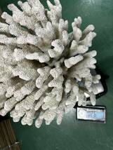 蔵出し　巨大　9000g 珊瑚 水槽 　サンゴ　置物_画像4
