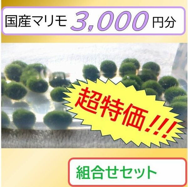 【国産まりも3000円分】NOTおみやげ価格　アクアリウム　水草　観葉植物