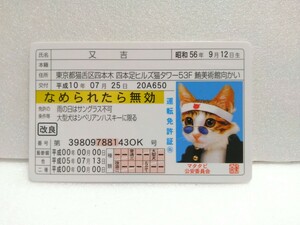 ■ 又吉　ゴールド　なめねこ　なめ猫　なめんなよ　カードコレクション 猫　免許　免許証　運転免許証　マタタビ　公安委員会