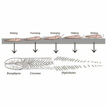 ●●●化石 三葉虫の這い跡●●●稀少標本! Diplichnites + Rusophycus!? ●_画像10