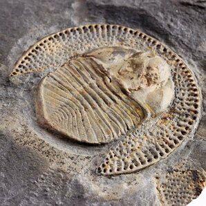 ●●●化石 三葉虫●●●A級品質!! Declivolithus alfredi 美標本●の画像9